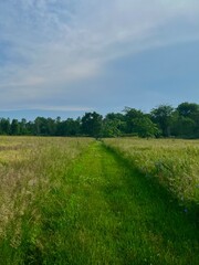 Fototapeta premium green field and blue sky