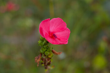 Delicate petals of a vibrant pink flower stand out elegantly against a soft green background,...