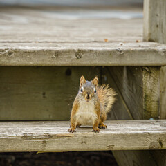 A squirrel is standing on a wooden staircase
