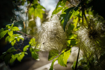 A close up of a plant with a fuzzy white flower