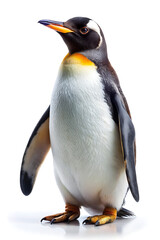 Fototapeta premium isolated penguin