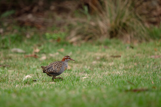Buff-banded rail foraging on the grassy field.
