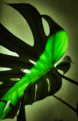 Ray of light over monstera leaf