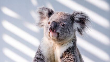 Obraz premium a koala tilting its head, its fluffy ears and round nose giving it a calm yet curious demeanor, against an isolated white background