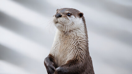 a playful otter tilting its head slightly, its sleek fur and shiny eyes reflecting curiosity, against an isolated white background