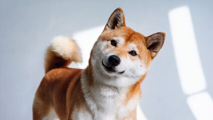 a playful Shiba Inu tilting its head, ears perked up, with an inquisitive gaze against an isolated white background