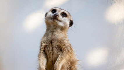 Fototapeta premium a watchful meerkat tilting its head slightly, its slender body and bright eyes showing attentive curiosity, against an isolated white background