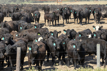 Black Angus cattle in a feedlot or feedyard