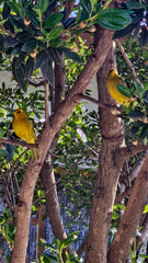 Fototapeta premium Two canaries perched on a tree branch, surrounded by lush greenery, showcasing vibrant yellow feathers and a natural outdoor setting. Focus on the birds with soft background blur.