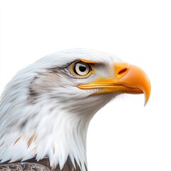 Fototapeta premium Bald eagle close-up portrait wilderness wildlife photography natural habitat eye-level perspective majestic animal behavior