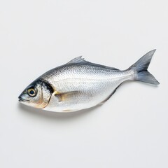 Obraz premium Freshly caught fish on display seafood market nature photography clean environment close-up view culinary inspiration