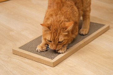 Ginger cat sharpens its claws on a cardboard scratching post. Cat behavior.
