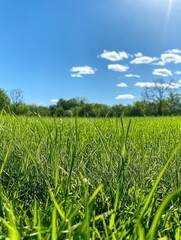 Obraz premium Field with sunlight