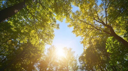 Obraz premium Ethereal Golden Hour Skyscape: Warm Light Through Canopy of Trees on Picturesque Landscape - Nostalgia and Warmth in Nature