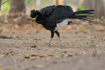 BAre-faced curassow