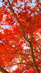 The autumn leaves during this season are beautiful.