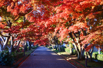 那須塩原市　大山参道もみじ並木の紅葉