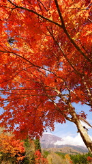 The autumn leaves during this season are beautiful.
