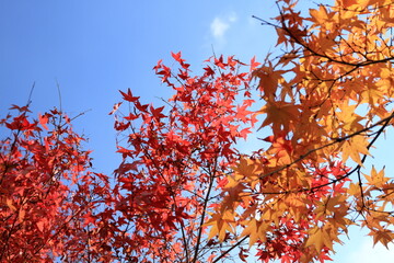 The autumn leaves during this season are beautiful.