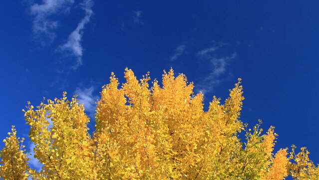 The autumn leaves during this season are beautiful.