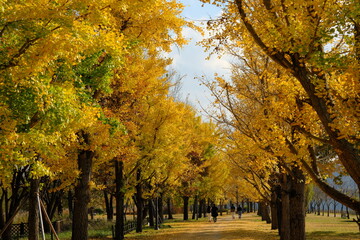 가을 단풍 은행나무 길에 노랗게 물든 은행잎이 만발하는 숲 공원의 산책길과 파란 하늘이 어우러진 배경화면