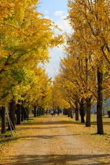 가을 단풍 은행나무 길에 노랗게 물든 은행잎이 만발하는 숲 공원의 산책길과 파란 하늘이 어우러진 배경화면
