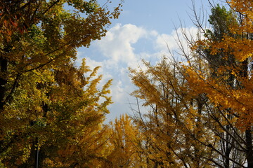 가을 단풍 은행나무 길에 노랗게 물든 은행잎이 만발하는 숲 공원의 산책길과 파란 하늘이 어우러진 배경화면