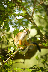 Obraz premium a squirrel monkey perched on a tree branch. Monkeys in their enclosure at the zoo. An animal in captivity. 