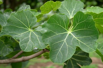 Close-Up View of Large Green Leaves with Distinctive Veining Against a Lush Background, Ideal for Nature and Botanical Studies