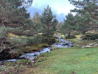 Crystal clear stream flowing through a lush forest with pine trees and green moss.