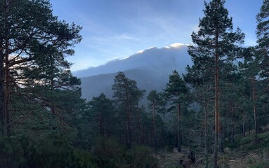Majestic forest with pine trees and mist-covered mountain under a vibrant blue sky.