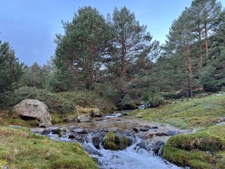 Mountain river cascading through a pine forest with mossy rocks and lush greenery.