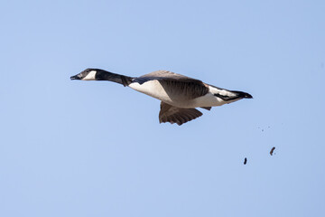 Obraz premium Canada Goose