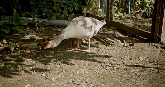 A lone goose wanders around a farm looking for food. It walks around, pecks at the ground, and honks.