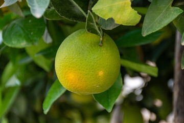 Close-up of orange on the tree.