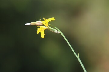 close up of Chondrilla juncea flower