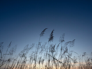 Obraz premium The silhouette of the grass flowers with the beautiful evening sky.