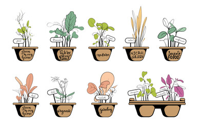 Fresh Microgreen set. Different hand drawn sprouted grains and young leaves. Collection of edible plants for healthy nutrition. Growing superfood at home.
