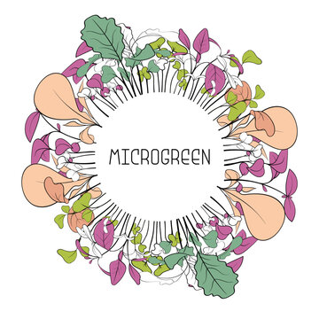 Circle frame of hand drawn micro greens botany. Vector illustration of Basil, peas, mustard, beet, broccoli, amaranth sporous leaves.
