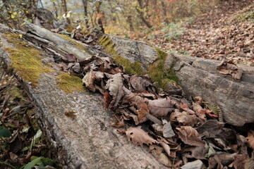 가을의 단풍나무와 은행나무가 어우러진 낙옆이 떨어진 바스락거리는 등산로 숲길 산책로의 알록달록고 아름다운 나무 가로수 길의 배경화면
