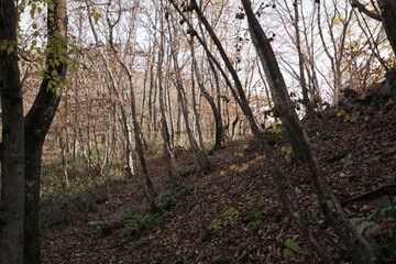 가을 산의 낙엽잎이 떨어지고 길게 뻗은 나무들이 장관을 연출하는 산책로 등산길의 숲 배경화면