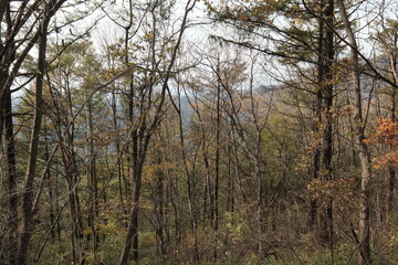 가을 산의 낙엽잎이 떨어지고 길게 뻗은 나무들이 장관을 연출하는 산책로 등산길의 숲 배경화면