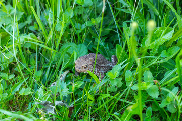 Obraz premium A close-up of Cane Toad at Hideaway Resort Fiji at night on leafs