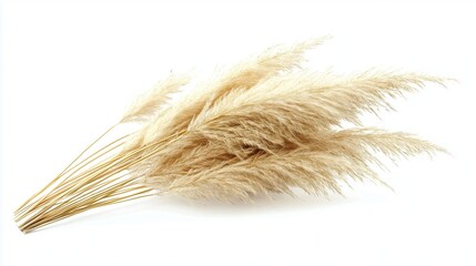 Fototapeta premium Close-up of white pampas grass against a white background