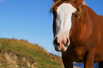 Obraz premium A curious brown horse with a white blaze explores grassy terrain under a clear blue sky on a sunny day