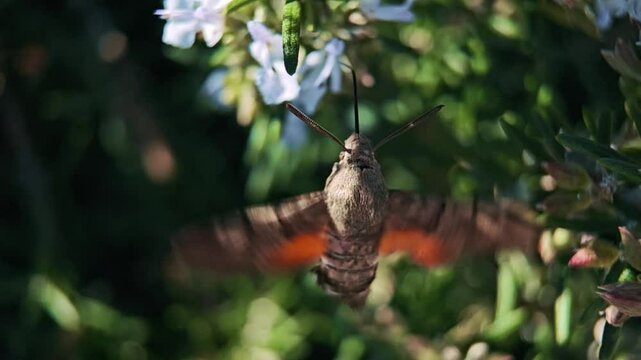 Hummingbird hawk-moth feeding nectar from flower