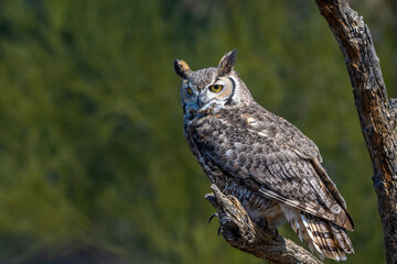 A Great Horned Owl in Tucson, Arizona