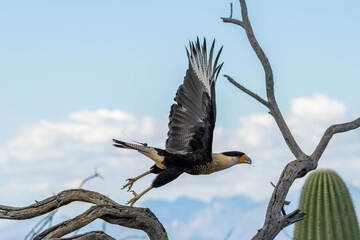 A Northern Crested Caracara in Tucson, Arizona