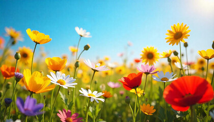 Obraz premium field of flowers