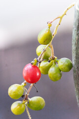 Tiliacora triandra fruit, green and red fruit, small fruit, bai ya nang fruit on the bai yanang...